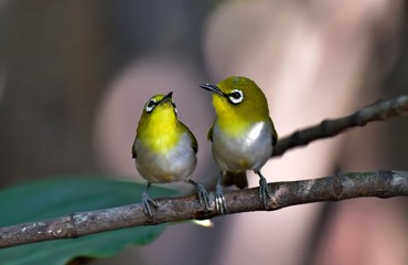 The lover Japanese White-eye show the sweet at the afternoon