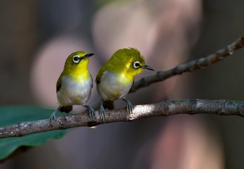 The lover Japanese White-eye show the sweet at the afternoon