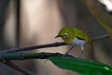The Cute Japanese white-eye looking something for eat 