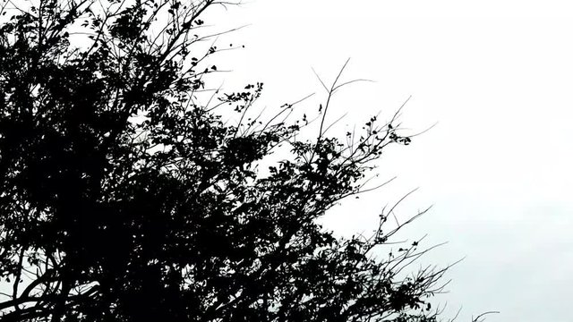 Silhouette of leaf and branch of tree in the wind isolate. background for Organic and natural concept