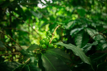 Fototapeta na wymiar Green Coffee Plant