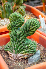 Cactus forma cristata. Unusual Cactus in pot.