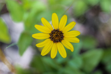 Yellow flower on green blur background