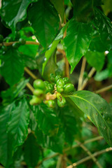 Coffee Grains