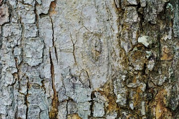 The bark of the tree that is natural