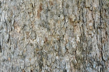The bark of the tree that is natural