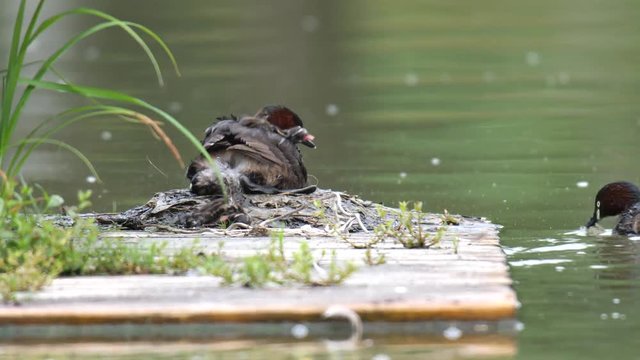  Tokyo,Japan-June 22, 2019: Grebe family on a floating nest in a pond