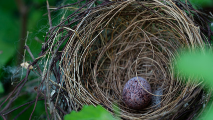 Bird egg in the nest