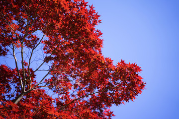 Bright red maple leaves in the blue sky on a sunny day