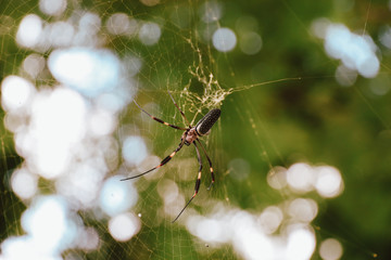 spider on a web