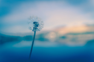 A happy dandelion on a clear day, full of bright hope.