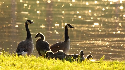 Family of Canadian Geese enjoying quality time together in a perfect, warm, safe place by the riverside.
