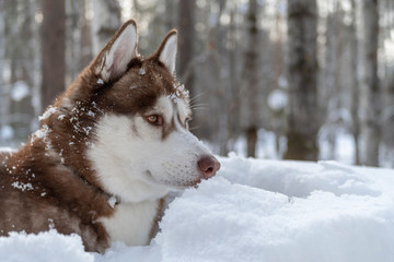 Portrait of brown Siberian husky dog on winter forest background. Portrait side view