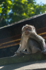Monkeys in the monkey park