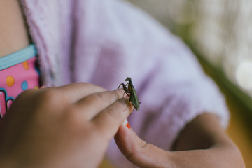 Grasshopper in a kids hands