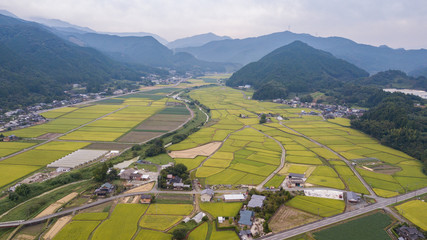 秋の田んぼ。一面の稲穂。空撮。s01 © lemacpro