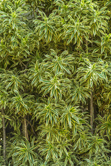 Decorative foliage called Dracena Reflexa Variegata