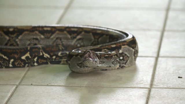 Close-up low angle still shot of  the head of coiled boa constrictor python on a floor with its raised head ready to strike, zoo scene, costa rica