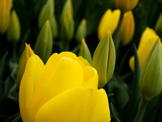 Close up yellow tulips in the garden