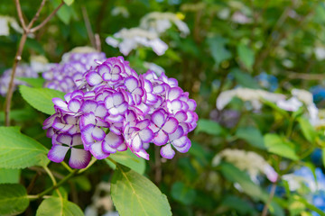 神奈川県鎌倉市　明月院のアジサイ　明月ブルー