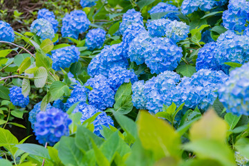 神奈川県鎌倉市　明月院のアジサイ