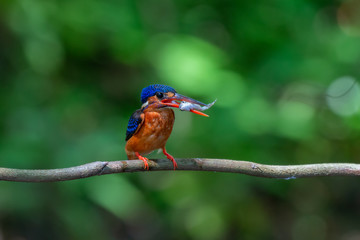 Blue-eared Kingfisher caught a fish from the pond.