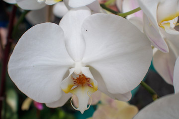 white orchid beautiful, simple 
