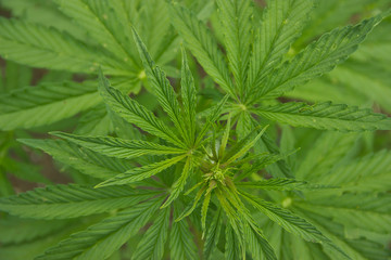 green hemp leaves in natural light