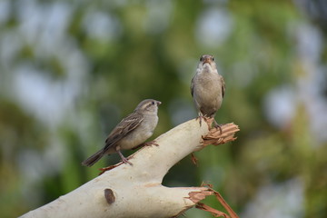 sparrow on a branch