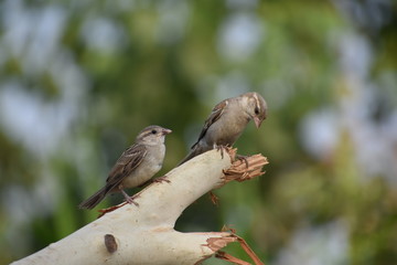 sparrow on branch