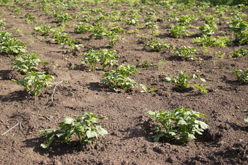 the beds are planted with potatoes under natural light