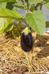 grown fresh eggplant in natural light