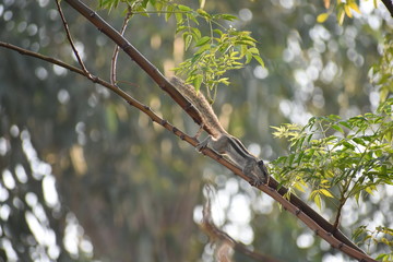branch of tree in spring