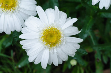 Fototapeta premium African daisy