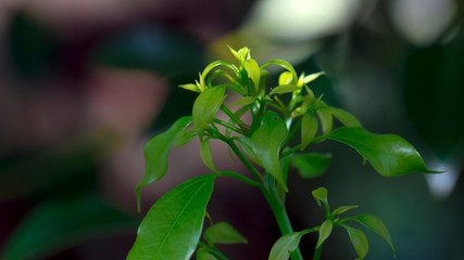 Obraz premium Green tropical leaves and branches.