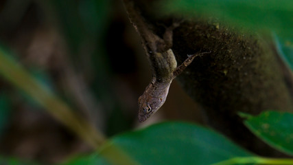 Brown Lizard resting on tropical branch.