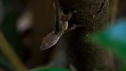 Brown Lizard resting on tropical branch.