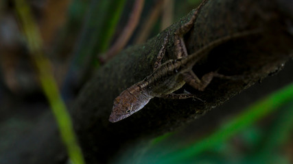 Brown Lizard resting on tropical branch.