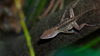 Brown Lizard resting on tropical branch.