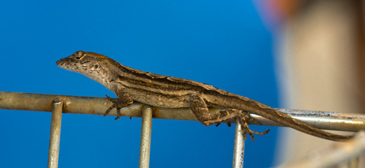 Lizard resting on top of a bicycle basket.