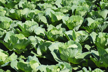 Cabbage field