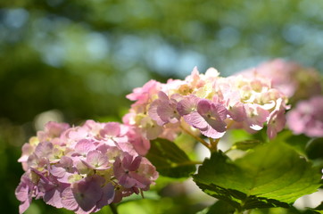 ピンクアジサイ