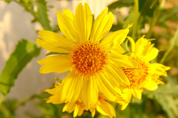 Macro photo of ripe yellow chrysanthemum coronarium