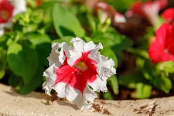 One flower of petunia with two-color flower