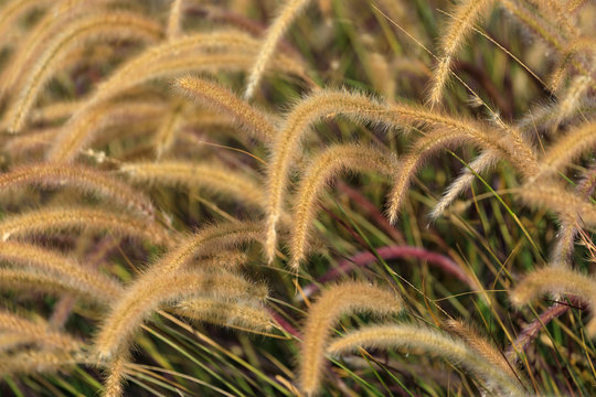 Eared yellow fluffy grass at sunrise