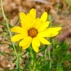 Fluffy yellow flower