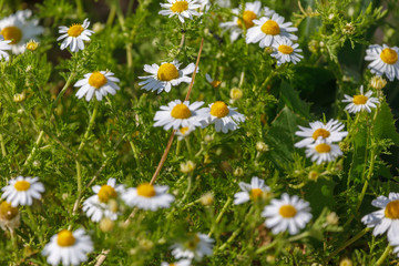 Fototapeta premium Many white daisies background
