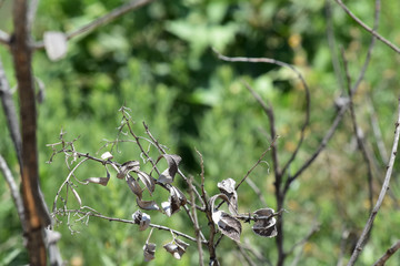 Dead Leaves on a Branch