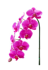 Fototapeta na wymiar Inflorescence sweet colorful pink phalaenopsis orchids flower branch blooming isolated on white background and clipping path