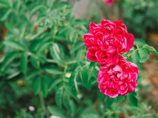 Fairy Rose, Red Pygmy Rose, Red Rosa chinensis, Rosachinensis Jacq.var.minima voss (Rosaceae)